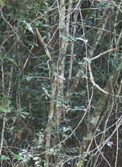 Allocassine laurifolia