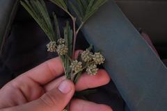Dasineura rubiformis