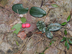 Allocassine laurifolia