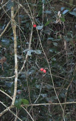 Allocassine laurifolia