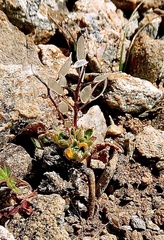 Draba fladnizensis