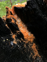 Fusicolla merismoides image