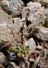 Draba fladnizensis