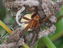 Nilus