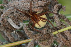 Nilus