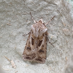 Agrotis vestigialis