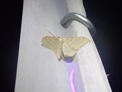 Idaea straminata