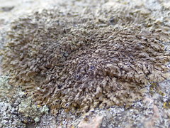 Xanthoparmelia pulla