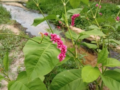 Persicaria orientalis