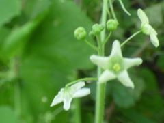 Echinopepon wrightii