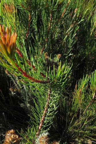 Channel-leaf featherbush (Aulax cancellata)