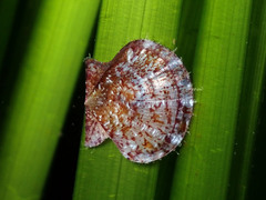 Image of Flexopecten hyalinus