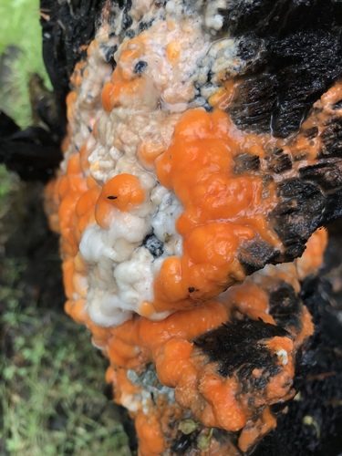 deer vomit