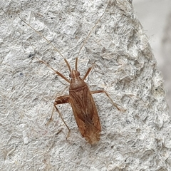 Phytocoris varipes