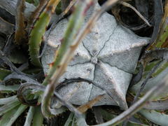 Astrophytum myriostigma