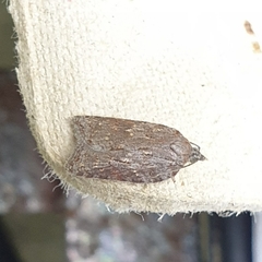 Acleris sparsana