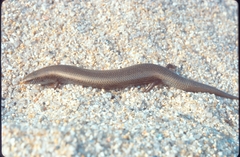 Chalcides bedriagai