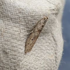 Ancylosis oblitella