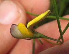 Aspalathus lebeckioides