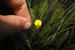 Aspalathus lebeckioides