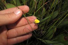 Aspalathus lebeckioides