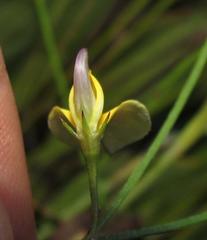 Aspalathus lebeckioides