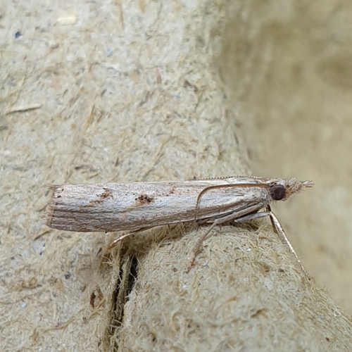 Elbow-striped Grass-veneer, 1797 SL Den Hoorn Texel, Nederland, photo 5 of 10
