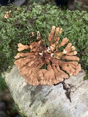 Hypocreopsis rhododendri