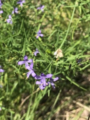 Carlowrightia linearifolia