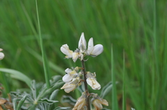 Lupinus albus