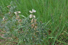 Lupinus albus