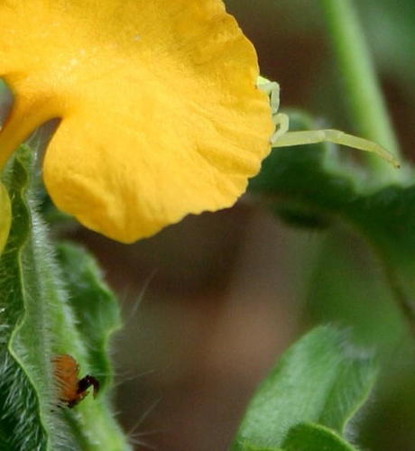 Commelina africana var. krebsiana image