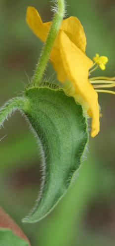 Commelina africana image