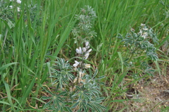 Lupinus albus