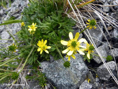 Ranunculus peduncularis