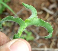 Commelina africana var. krebsiana image