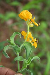 Commelina africana var. krebsiana image