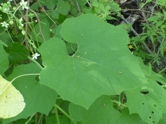 Echinopepon wrightii