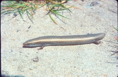 Chalcides bedriagai