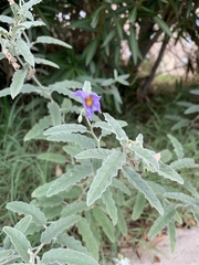 Solanum elaeagnifolium