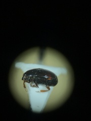 Phelister subrotundus