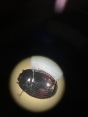 Phelister subrotundus