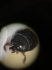 Phelister subrotundus