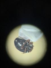 Phelister subrotundus