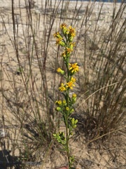 Solidago gillmanii