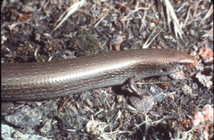 Chalcides bedriagai