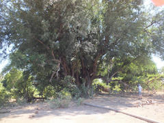 Xanthocercis zambesiaca