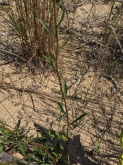Solidago gillmanii