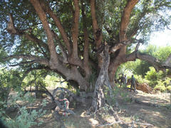 Xanthocercis zambesiaca