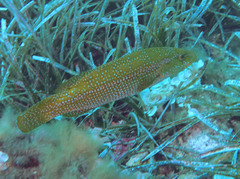 Labrus viridis
